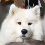 کلینیک دامپزشکی و پت شاپ آراز