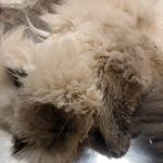 کلینیک دامپزشکی و پت شاپ آراز