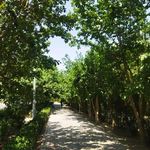 بوستان شیخ محمدی