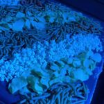 کافه فست فود ونیز