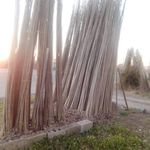 نهال فروشی صنوبر صادق نجفی