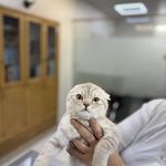 درمانگاه دامپزشکی های پت