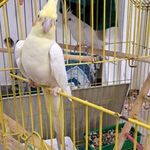 پرنده سرای کرامت طالبی