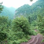 اسب ریسه