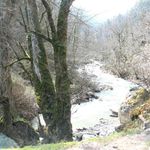 اسب ریسه