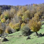 اسب ریسه
