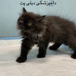 کلینیک دامپزشکی دیلی پت