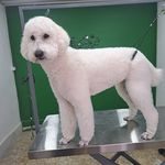 هتل پانسیون خانه دوم(پانسیون حیوانات)