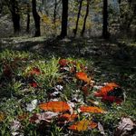 روستای فارسیان