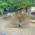 باغ پرندگان تمجیدی