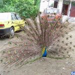 باغ پرندگان تمجیدی