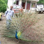 باغ پرندگان تمجیدی