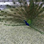 باغ پرندگان تمجیدی