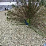 باغ پرندگان تمجیدی