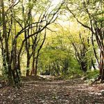 پارک جنگلی دلند