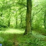 پارک جنگلی دلند