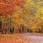 پارک جنگلی دلند