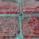 فروش زرشک و زعفرون تازه