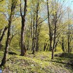 روستای سوسرا