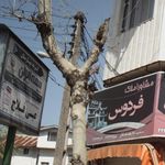 بیمه دانا