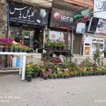 کلبه گل یاس