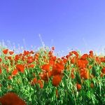 دشت برم کازرون