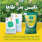 نگین بذر طاها