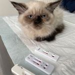 کلینیک دامپزشکی تخصصی نیک پلاس