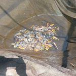 آکواریم نایجر