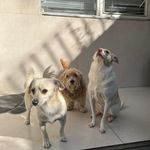 پانسیون و پت شاپ افروپت