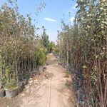 نهالستان و گلسرای همیشه سبز هوشیار