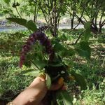 هتل کینو کوهرنگ