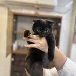 درمانگاه دامپزشکی های پت