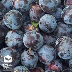 نهالستان پناهی