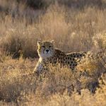 پناهگاه حیات وحش میاندشت