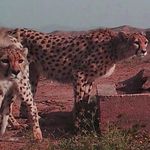 پناهگاه حیات وحش میاندشت