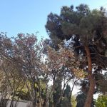 بوستان شقایق