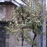 سالن ابری