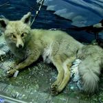 موزه تاریخ طبیعی تبریز