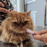 کلینیک دامپزشکی هدهد