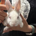 کلینیک دامپزشکی و پت شاپ بِل