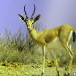 کاروانسرای تمام سنگی میان کتل