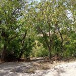 مسجد شاهزاده علی اصغر