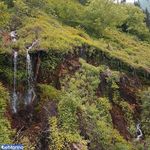 پارک جنگلی سفید آب