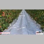 شرکت تولید نایلون مالچ درختی و کشاورزی