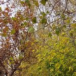 بوستان درنا