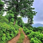 تاکسی البرز