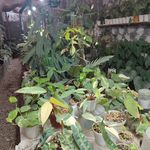 گلخونه و نهال فروشی