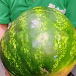 فروشگاه آبمیوه و بستنی گرین سان