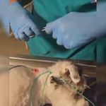 کلینیک دامپزشکی پوست و  چشم دکتر دبیری